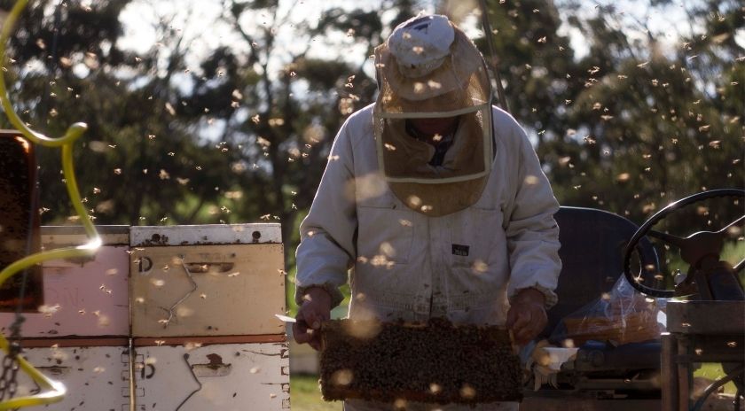 Capilano Creates Apprentice Beekeepers Jobs | Capilano Honey